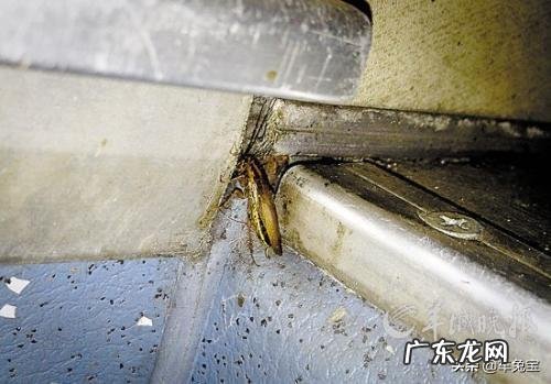 车内进小强了怎么办?