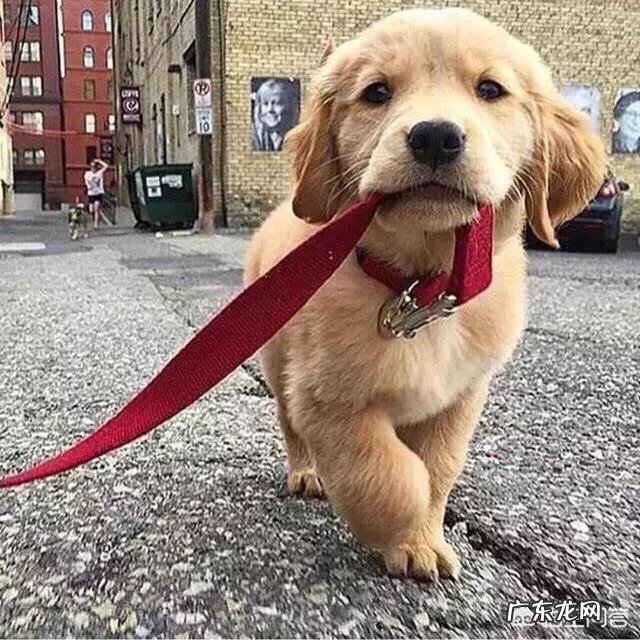 如何养好成年金毛?