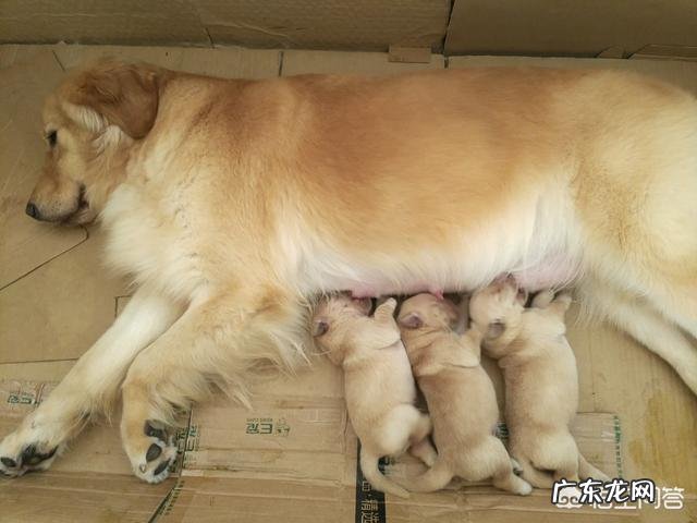 如何养好成年金毛?