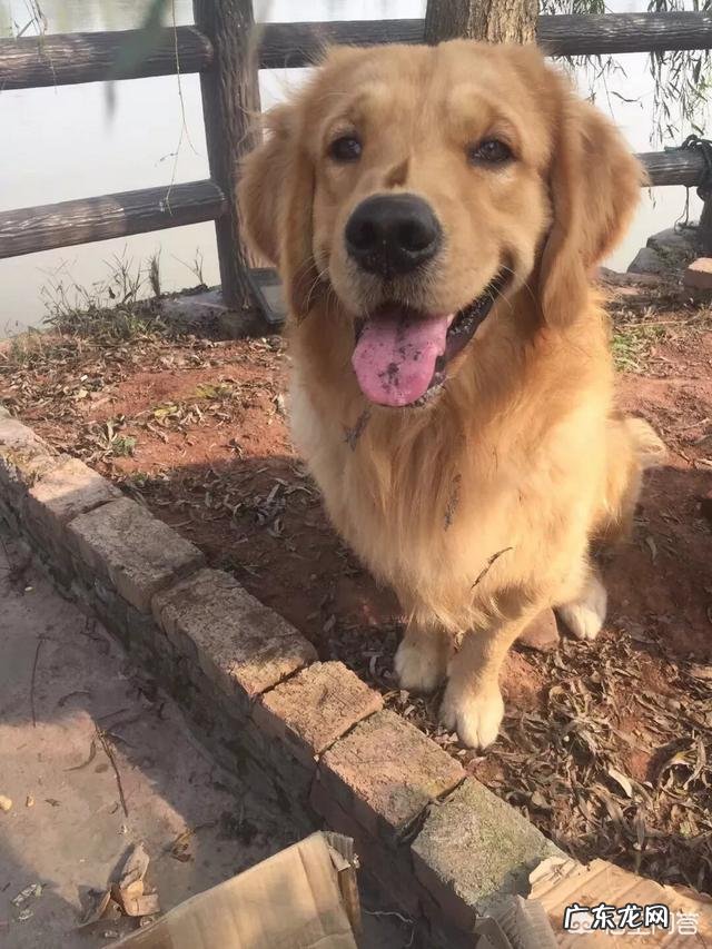 如何养好成年金毛?