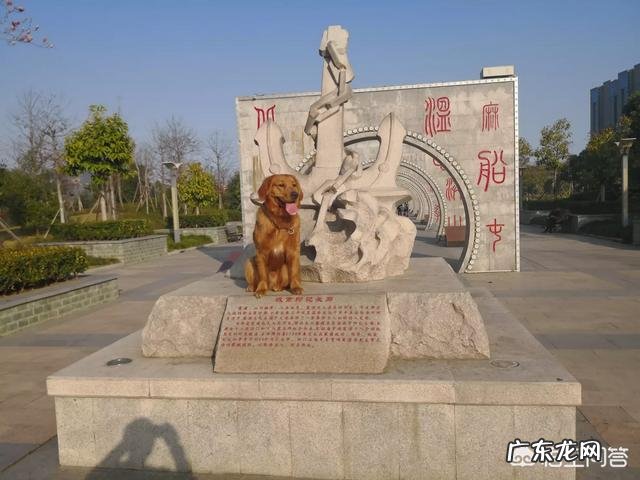 如何养好成年金毛?