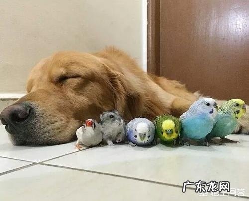 如何养好成年金毛?