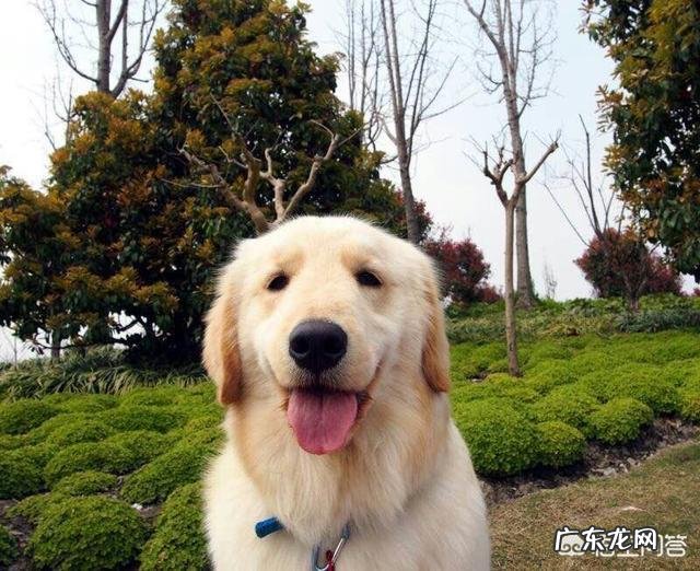 如何养好成年金毛?