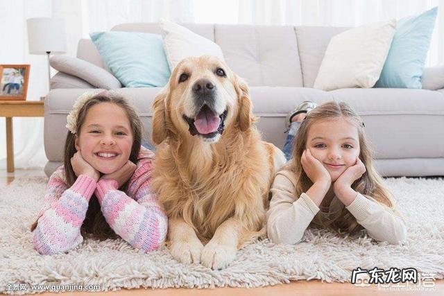 如何养好成年金毛?