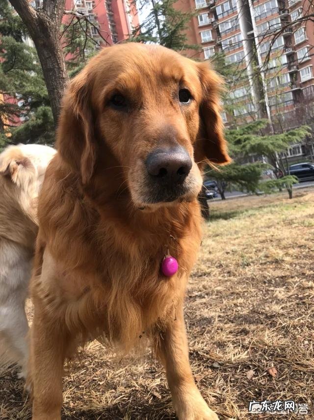 如何养好成年金毛?