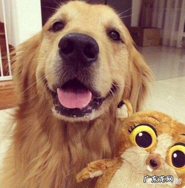 如何养好成年金毛?