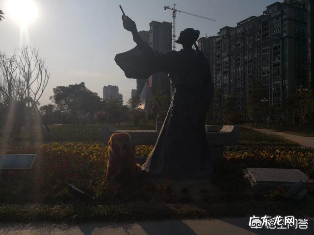 如何养好成年金毛?