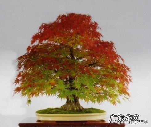 红枫用什么花盆栽好？