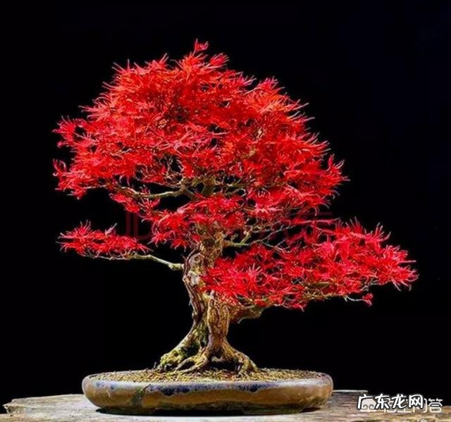 红枫用什么花盆栽好？