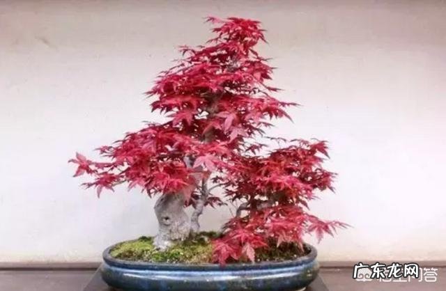 红枫用什么花盆栽好？