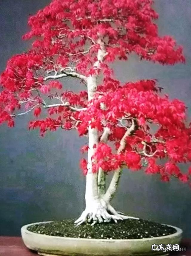 红枫用什么花盆栽好？
