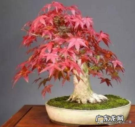 红枫用什么花盆栽好？