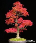 红枫用什么花盆栽好？