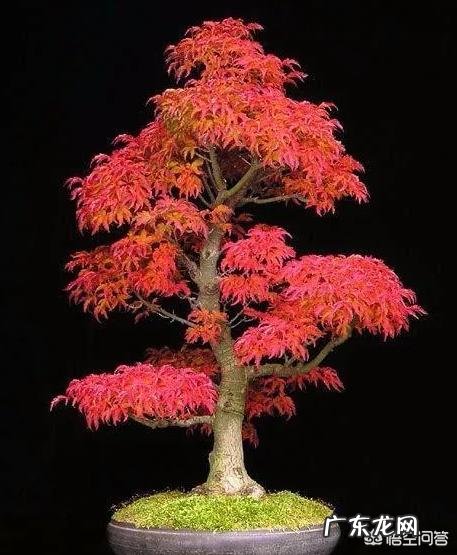 红枫用什么花盆栽好？