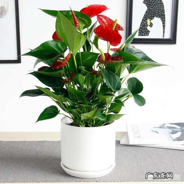 红掌的养殖方法及注意事项都有哪些?如何才能使其颜色红得艳丽?