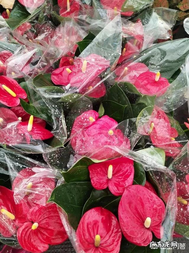 红掌的养殖方法及注意事项都有哪些?如何才能使其颜色红得艳丽?