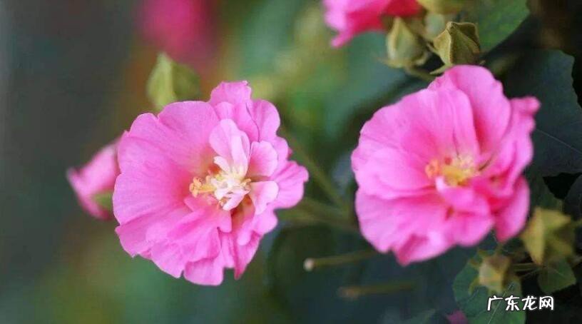 九月到十一月有什么花开