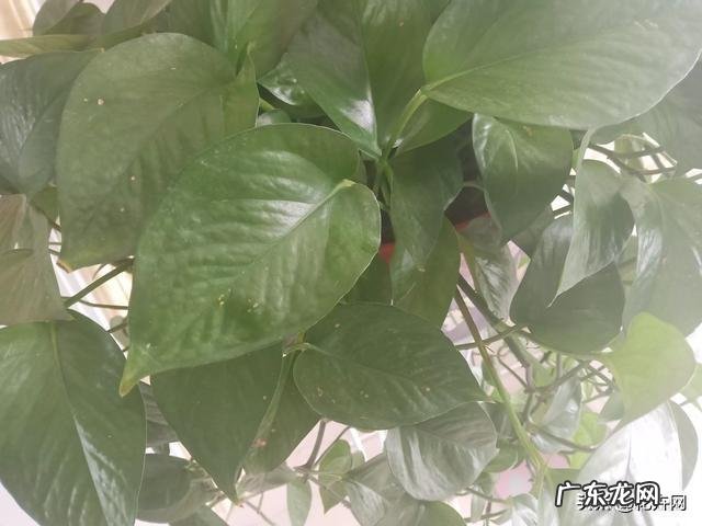 绿萝叶子也黄色斑点是什么原因,该怎么处理?