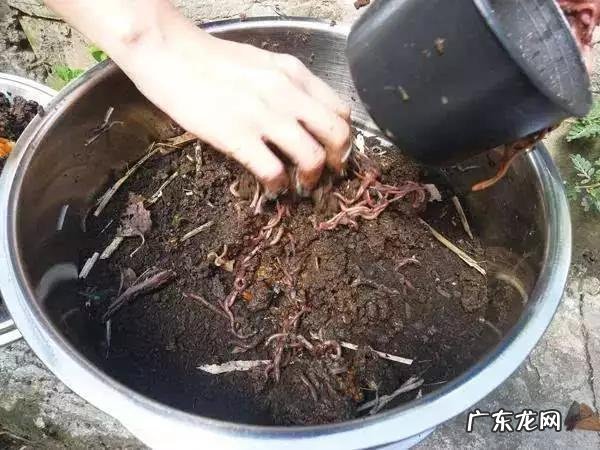 泡过的茶叶渣可以放在绿植盆栽里吗?