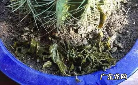 泡过的茶叶渣可以放在绿植盆栽里吗?
