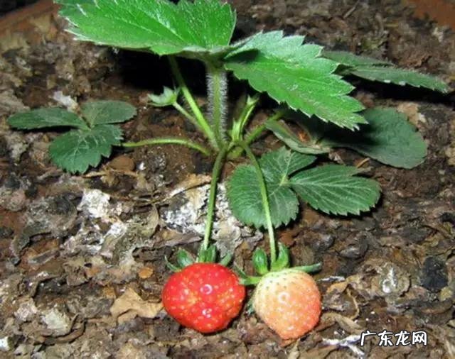 泡过的茶叶渣可以放在绿植盆栽里吗?