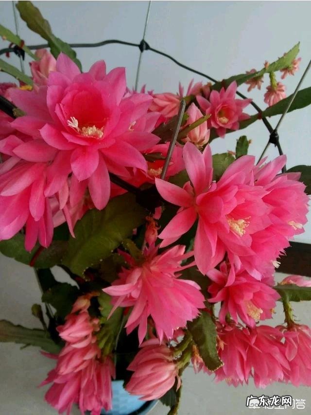 泡过的茶叶渣可以放在绿植盆栽里吗?