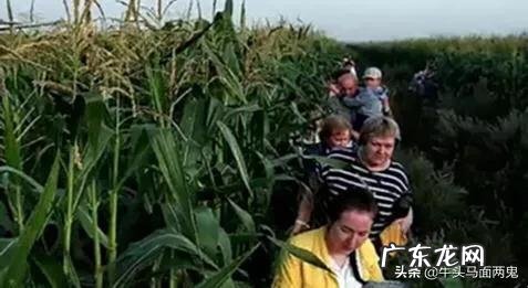 8月15日搭载233名乘客的航班紧急迫降一片玉米地,这个飞机怎么回机场呢?