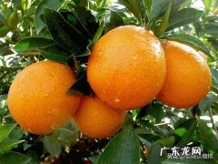 脐橙的功效体现在哪些方面？