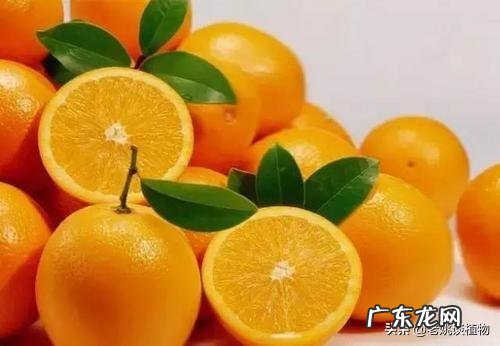 脐橙的功效体现在哪些方面?