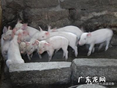 想回农村搞养殖,小本投资的有哪些?