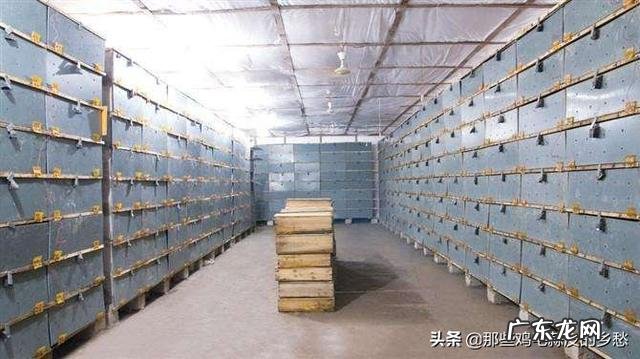 想回农村搞养殖，小本投资的有哪些？