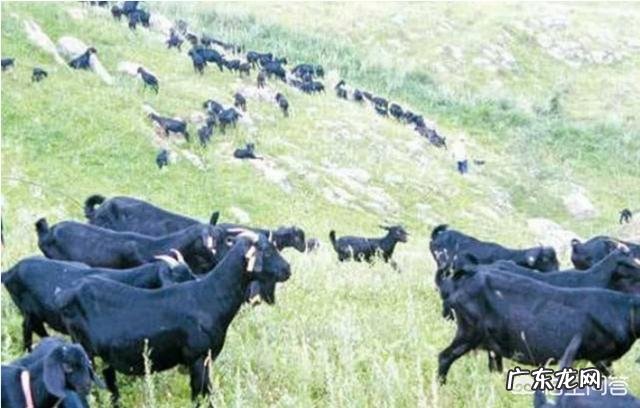 想回农村搞养殖,小本投资的有哪些?