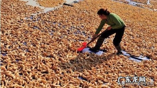 种植天麻亩产多少?有利润吗?