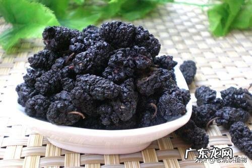 桑葚有什么功能？