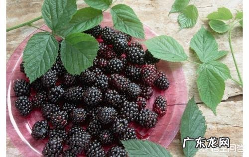 桑葚有什么功能?