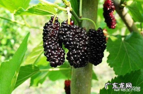 桑葚有什么功能？