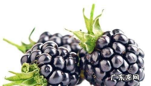 桑葚有什么功能?