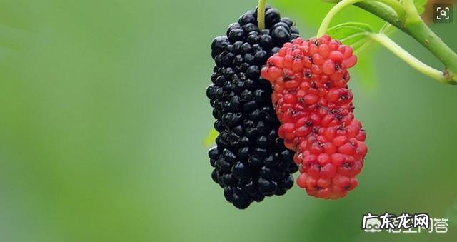 桑葚有什么功能？