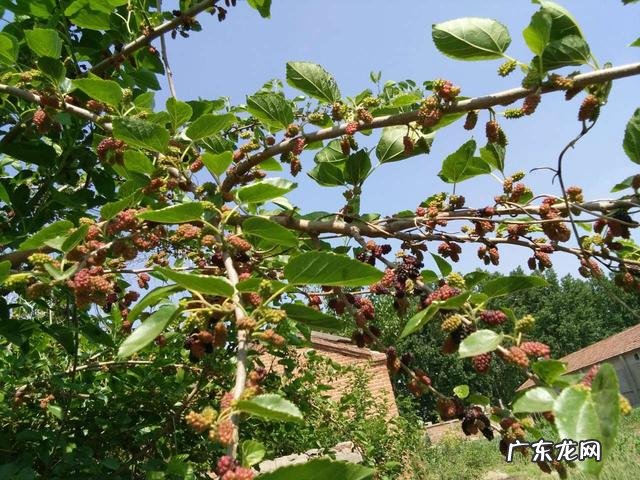 桑葚有什么功能?