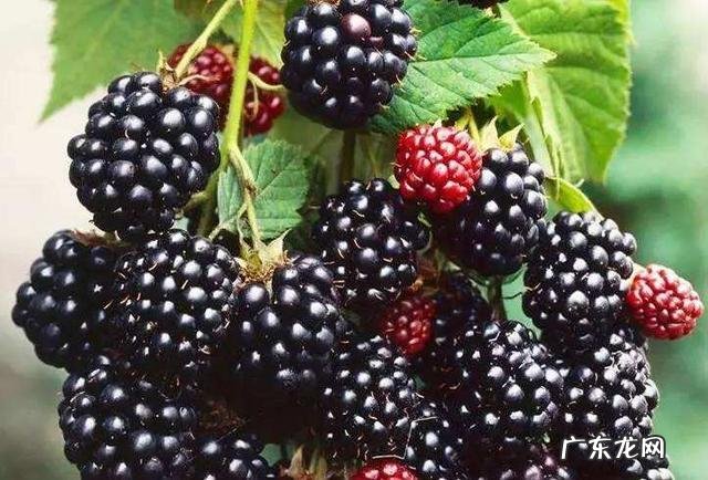 桑葚有什么功能?