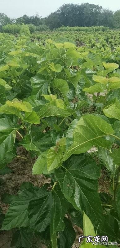 桑葚有什么功能?