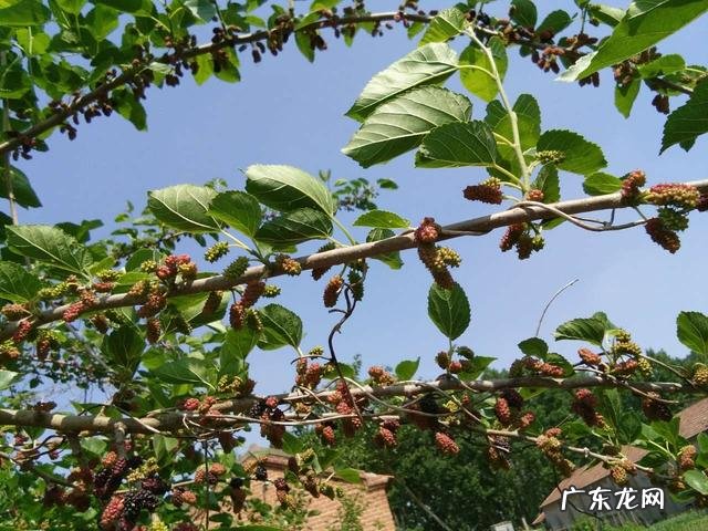 桑葚有什么功能?