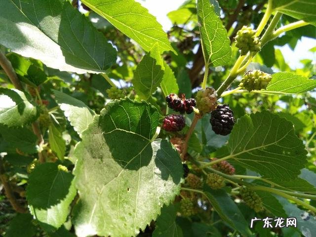 桑葚有什么功能?