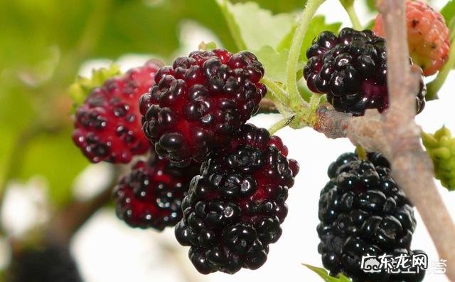 桑葚有什么功能？