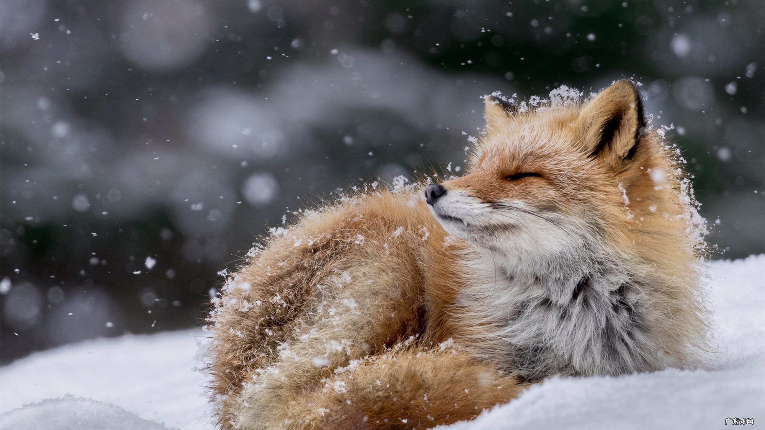 吃了天然钻石纤维素心率不齐