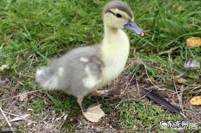 怎样饲养小鸭?