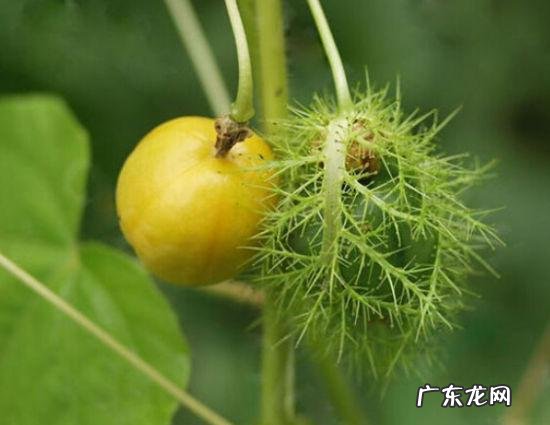 有哪些果蔬长相怪异却无比美味?