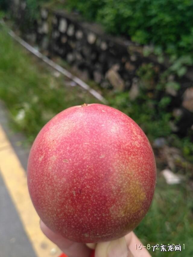 有哪些果蔬长相怪异却无比美味?