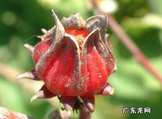 有哪些果蔬长相怪异却无比美味?