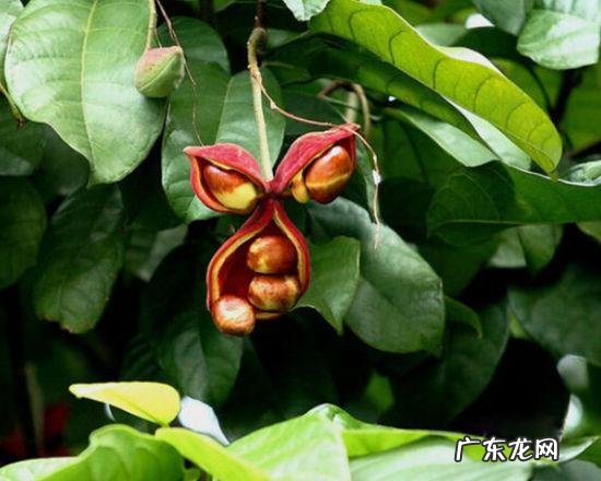 有哪些果蔬长相怪异却无比美味?